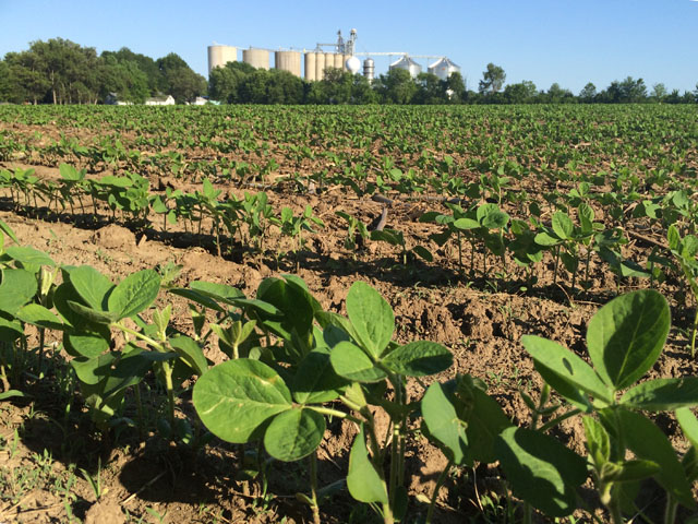 Soybean ratings joined corn with very high good to excellent totals to begin the season. (DTN photo by Pam Smith)